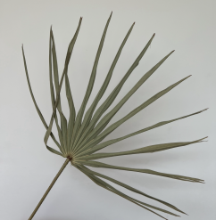 Large Natural Dried Cat Sun palms by the stem